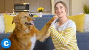 Dog Tricks: Teaching the Dog High Five | Chewy
