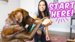 10 EASY DOG TRICKS IN 10 MINS 🐶 Promise, they're easier than you think