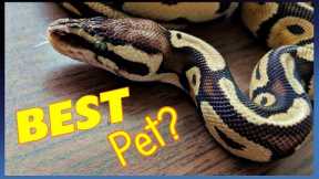 12 Reasons Why Snakes Make FANTASTIC Pets