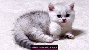 Baby Cats - Cute and Funny Cat Videos / funn tom Ha aaaa