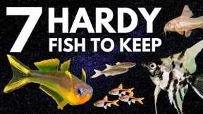 Top 7 Hardy Fish for Your Freshwater Aquarium