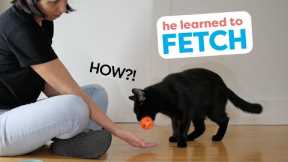 How I Trained My Cat To Fetch