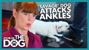 'Savage' Chihuahua Attacks People's Ankles | It's Me or The Dog