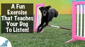 How To Teach A Dog To Jump - Professional Dog Training Tips