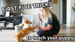 FIRST FIVE TRICKS to teach your CORGI puppy