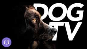 Dog TV - 20 Hours of Virtual Dog Walking and Entertainment for Dogs!