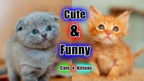 baby kittens meowing - cute cat videos ll cats funny videos