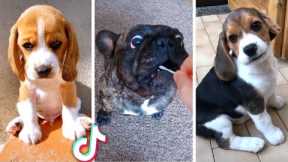 Best Viral DOGS on the Internet! 🐶 Funny Dogs Compilation! 🐶