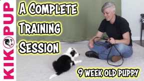 Complete training session with 9 week old puppy