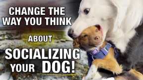 URGENT!! You REALLY NEED TO KNOW THIS About Socializing Your Dog!