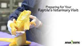 Preparing for Your Reptile's Veterinary Visit