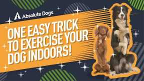 One EASY trick to EXERCISE your dog INDOORS!