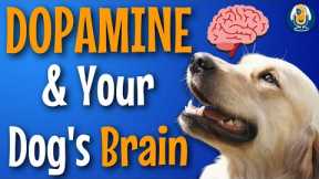 Dopamine In Dog Training: Anticipation, Rewards, And The Transfer Of Value #174 #podcast