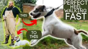 How To Train Dogs To Walk To Heel