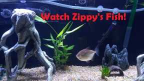 Freshwater Aquarium Fish Tank Week 6 - Watch Zippy's fish!