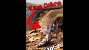 SNAKE FEEDING❗️ KING COBRA EATS LIZARD!