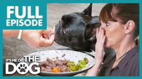 Pampered Frenchie is Hand-Fed Luxurious Food For Every Meal! | Full Episode | It's Me or the Dog