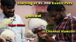 Tamed Exotic Pets in Chennai | Chennai Hamsters | Iguana, Sugar Glider | Part-1
