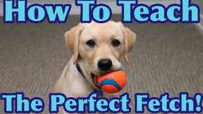 How To Teach Your Dog To FETCH Perfectly! (Dog Training Tutorial)