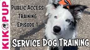 Service Dog Training - Public Access Training Tips - Episode 1