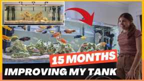 15 MONTHS Keeping African Cichlids: The 3 BIGGEST Improvements I Made to my Tank