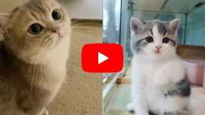 Funny Cat Videos 2022 😍 - Funny Kitten Try Not To Laugh 😂😽 #part2
