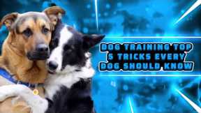 Basic Dog Training 🐕 – TOP 5 Essential Tricks Every Dog Should Know!