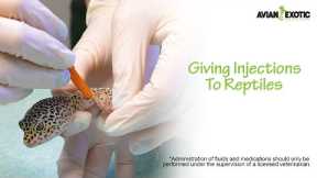 Giving Injections to Reptiles