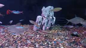 Colorful Fishes In The Aquarium #aquaruim #fishes