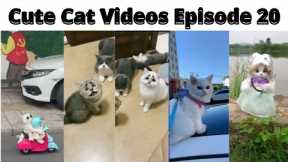 Funny cat videos || Cute Cat videos|| Cat videos for cats to watch  #Ep20