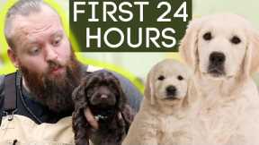 Puppy Training Made Easy! CRUSH the first 24 hours!