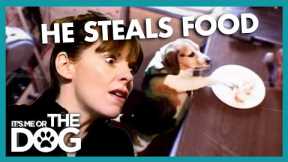 Overweight Beagle Shamelessly Steals His Family's Dinners | It's Me or The Dog