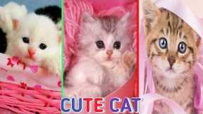 Cute baby cats! Funny videos of cute cats