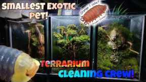 The Cleaner of terrariums! Isopods and Springtails