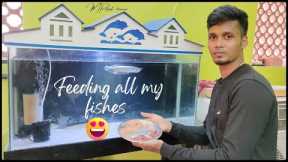 How i feed my monster fish 😱🔥|aquarium|arowana fish|alligator gar|guppy fish|catfish|bicher|tamil ❤️
