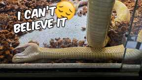 My Snake Accidentally Killed it Self