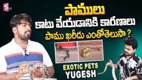 YSH Exoctic Pets Yugesh Exclusive Interview | Ball Python | Exotic Pets Shop In Hyderabad | SumanTV