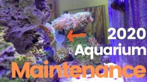 Saltwater Aquarium  Maintenance: Weekly, Monthly, Annual