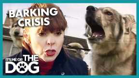 'WANNABE WOLVES' Scare Entire Neighbourhood | It's Me or The Dog