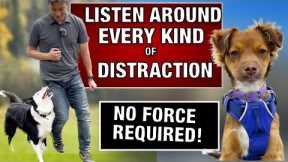 You Are Seconds From a Trained Dog! How I Train Every Dog to RESIST EVERY DISTRACTION