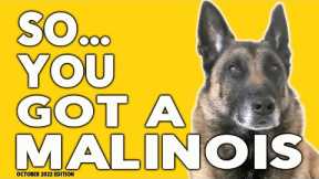 So You Got a Malinois - Tips, Tricks and Dog Training Advice for Belgian Malinois