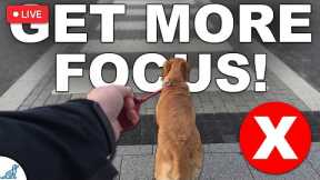 🔴 5 Tips To Get More Focus When Training Your Dog Outside