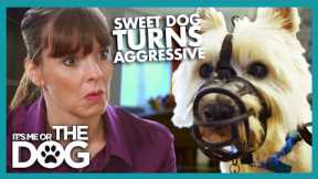 Sweet Dog Turns Aggressive! | It's Me or The Dog