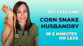 Corn Snake Care and Husbandry by a Vet - How to take care of a corn snake