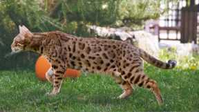 How to Train a Bengal Cat