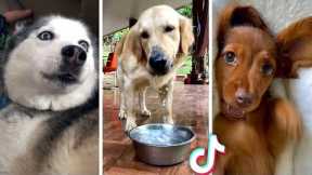 Funniest PUPPY Videos Ever!! 🐶 (Compilation of Cute DOGS) 🐶