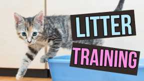 How to Litter Train Baby Kittens