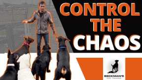 Controlling Chaos - It can fix your dog!