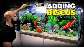 ADDING THE DISCUS!! Planted Discus Aquarium Build (EP4) | MD Fish Tanks