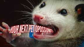 Can an Opossum Be Your Next Exotic Pet? | Opossum Exotic Pet